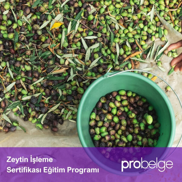 Zeytin İşleme Sertifikası Eğitim Programı